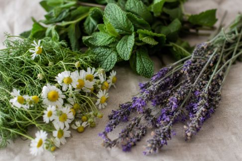Phytothérapie : guide des plantes courantes et leurs bienfaits reconnus
